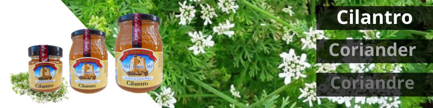 Coriander