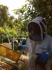 apicultor Alicante