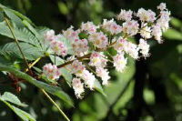 castano flor