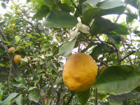 limonero floracion