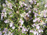 romero flor miel