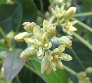 Venta de Miel de Aguacate