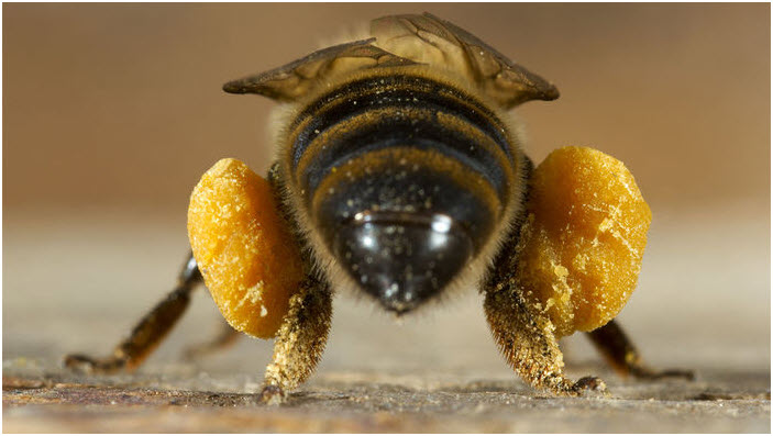 12 Propiedades y Beneficios del Polen de Abejas para tu salud - PropolMel