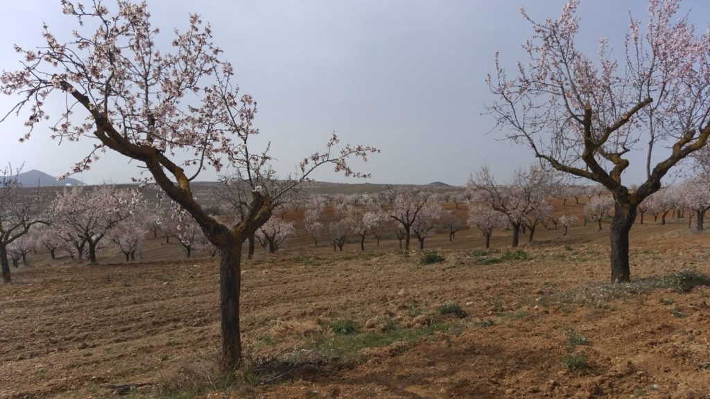 Almendros en flor 