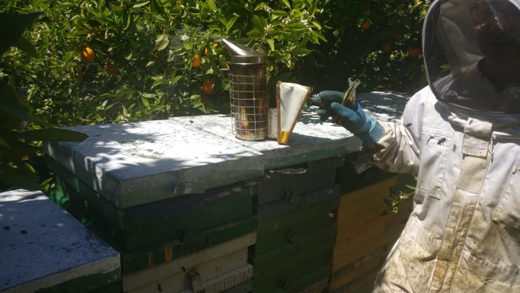 Comprar miel cruda