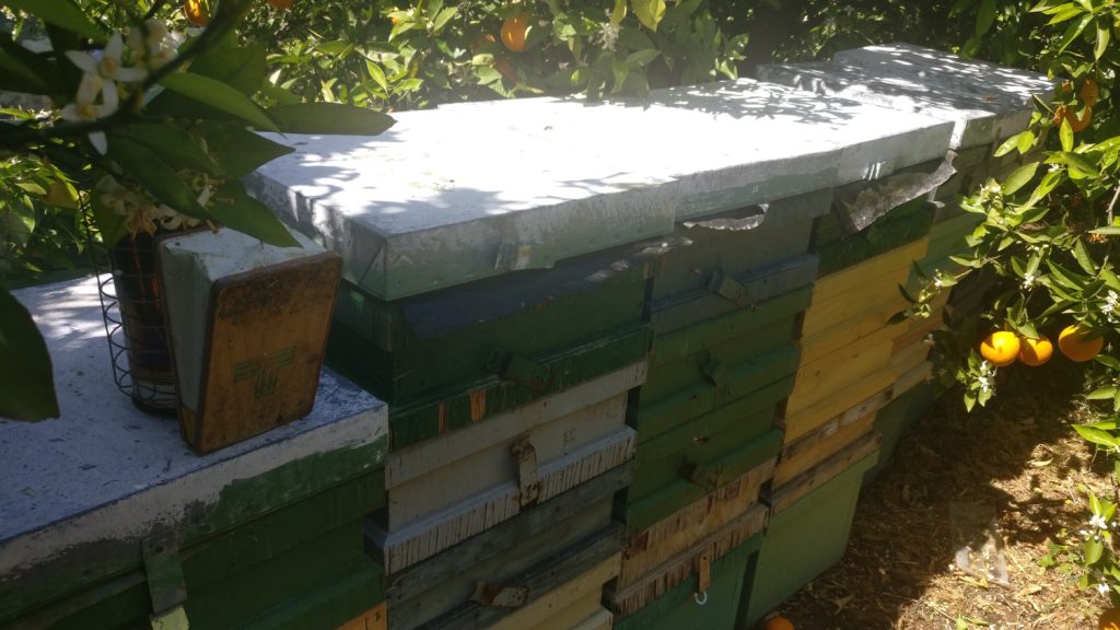 Comprar miel cruda de azahar