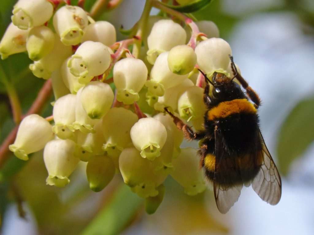 Abeja polinizando la flor del Madroño