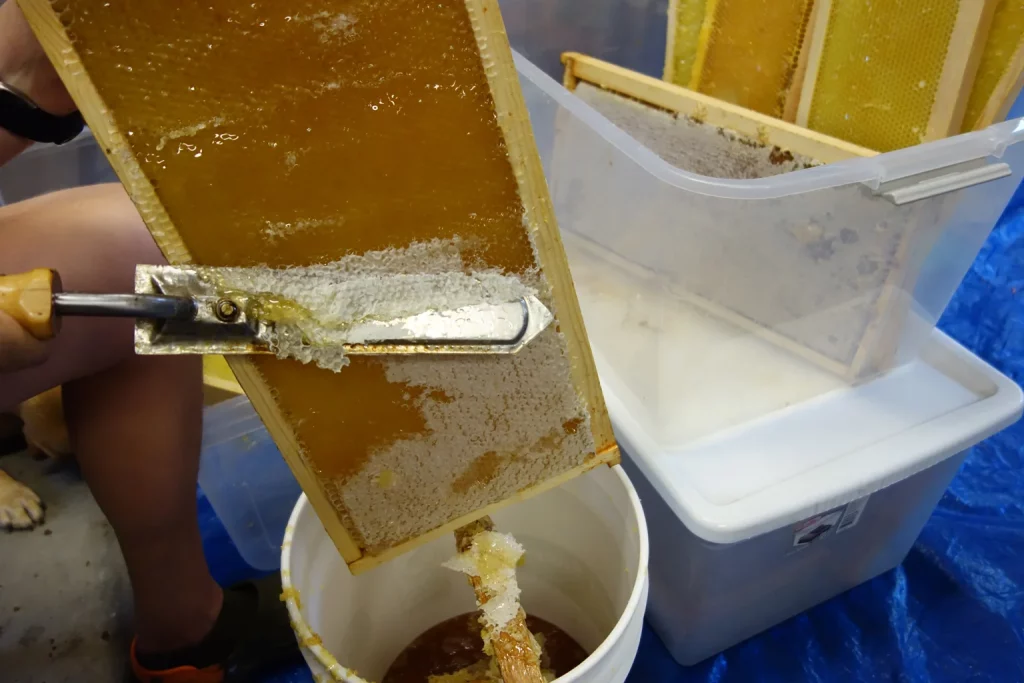 extración de miel pura de abeja