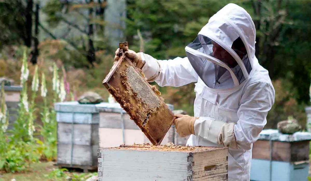 Comprar miel gallega pura 2023