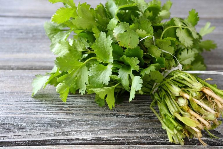 Planta de la miel de cilantro en España