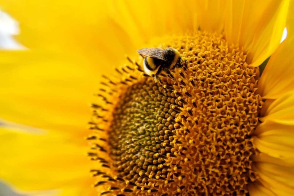 Donde se encuentra el polen de abeja