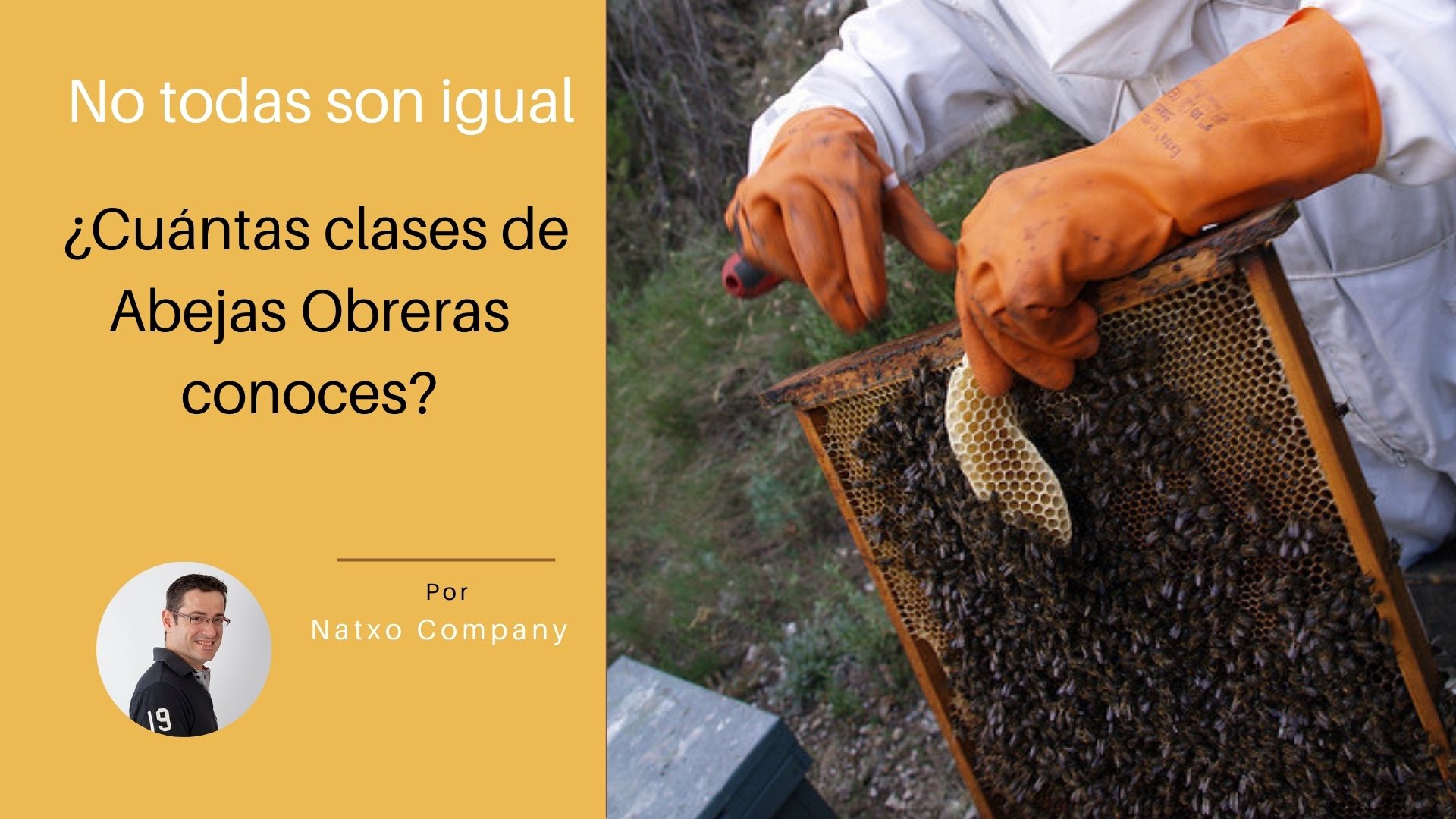 Cuantas clases de abejas obreras hay