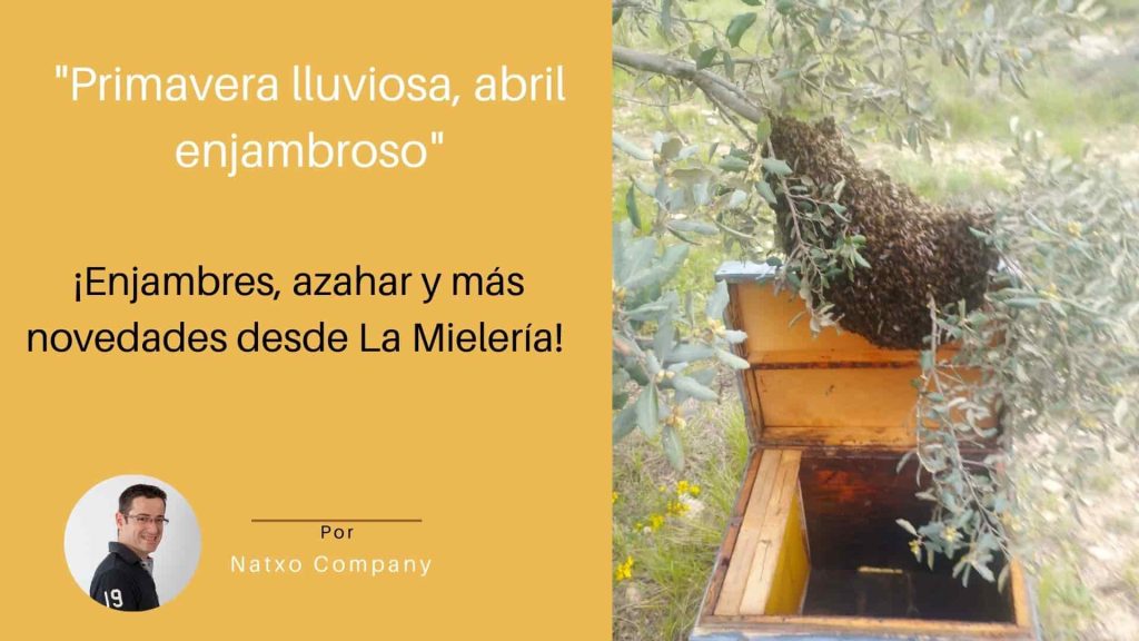 Que es un enjambron de abejas