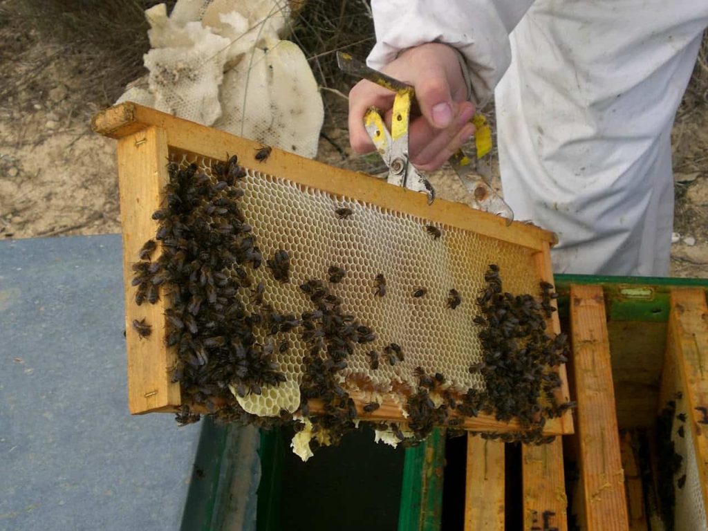 cuadro con abejas