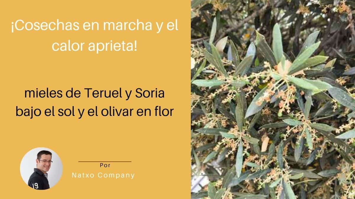 Mieles españolas de teruel y soria