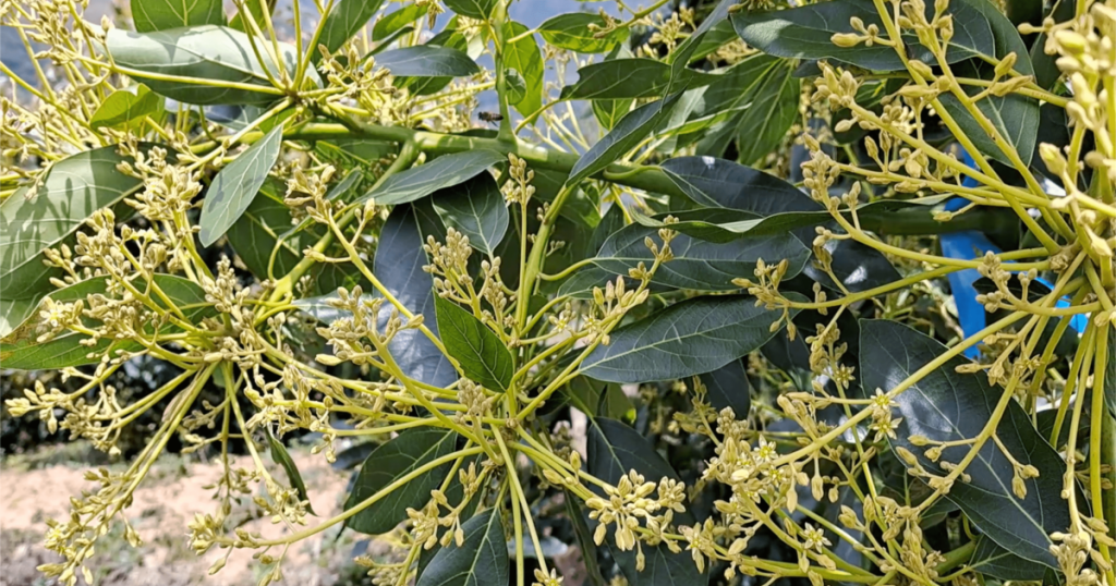 flor de aguacate