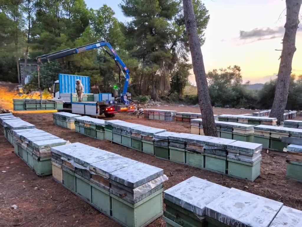 Miel de Otoño en España