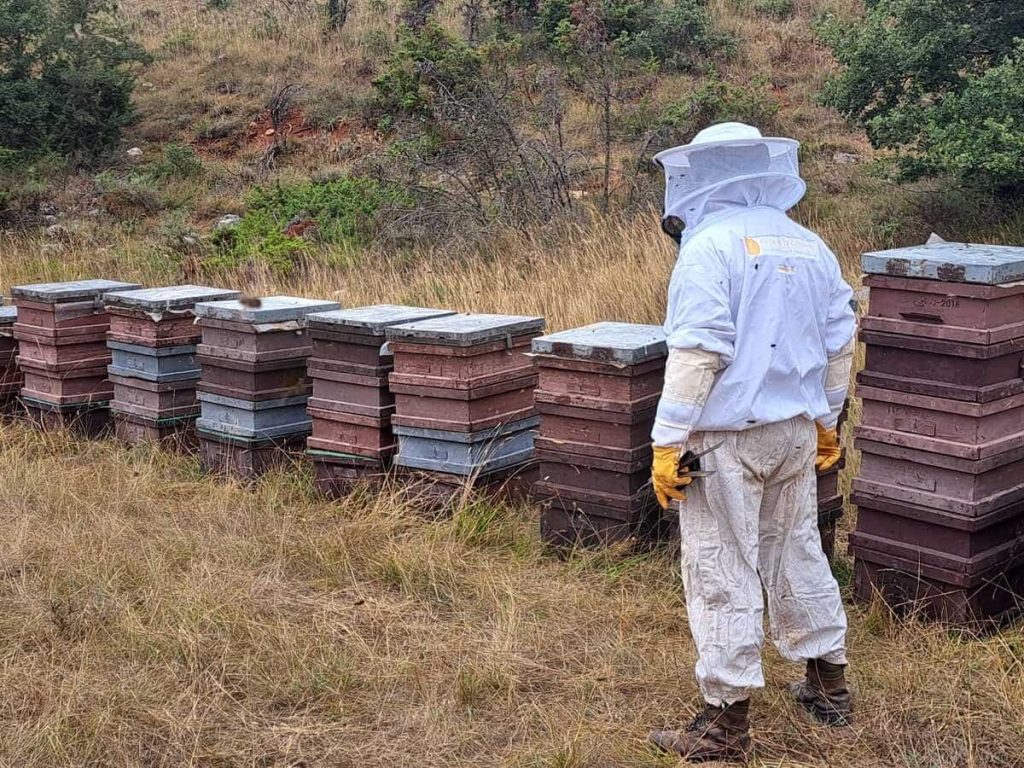 Miel directa de apicultor Madrid