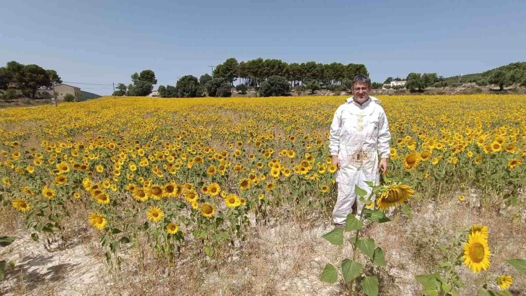 cosecha de girasol 2027
